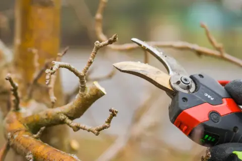 Gezieltes apfelbaum schneiden mit einer Gartenschere. Ein Ast wird präzise gekürzt, um das Wachstum zu fördern.