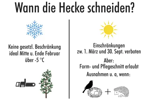 Wann darf man hecken schneiden? Im Winter (Februar) ohne Einschränkung, im Frühling/Sommer (März-Sept.) nur Form-/Pflegeschnitte, wenn keine Brut von Vögeln oder Igeln gestört wird.