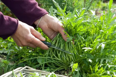 Hände ernten frischen Rucola mit einem Messer. Ein Korb liegt im Vordergrund.