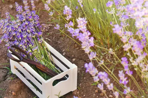 Ein Holzkistchen mit frisch geschnittenem Lavendel und einer alten Schere liegt im Feld. Die Lavendelernte ist im Gange.