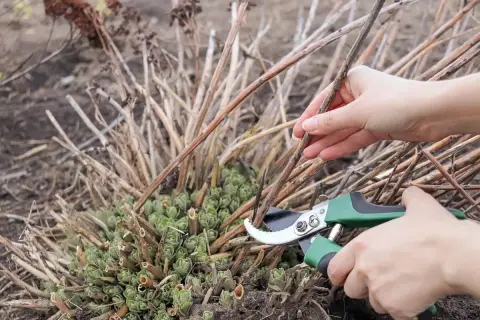 Hände schneiden mit einer Gartenschere die vertrockneten Stängel einer Fetthenne, um Platz für neues Grün zu schaffen.