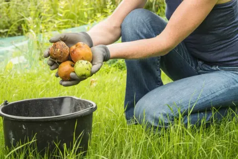 Hände mit Handschuhen halten Äpfel. Statt das Fallobst liegen zu lassen, sammelt jemand es für den NABU.