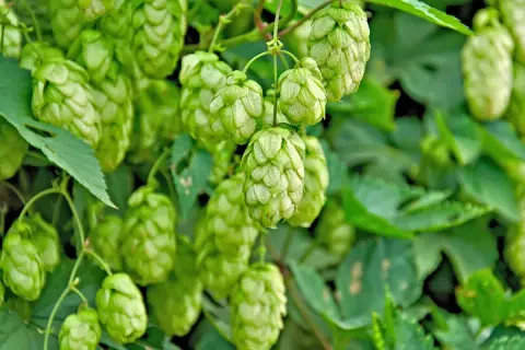 Grüne Dolden der Hopfen Pflanze hängen von Ranken. Die Zapfen sind reif und bereit für die Bierherstellung.