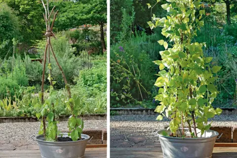 Zwei Bilder zeigen eine freistehende Rankhilfe für Pflanzen, die man leicht selber bauen kann. Im linken Bild ist die Konstruktion noch jung, im rechten Bild hat sich die Pflanze schon gut entwickelt.