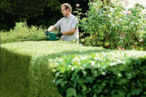 Mann mit Heckenschere formt eine dichte Hecke. Er ist konzentriert bei der Arbeit, um die Eibe schneiden.
