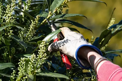 Gärtner schneidet Kirschlorbeer mit einer Gartenschere. Der beste Zeitpunkt, wann schneidet man Kirschlorbeer, ist nach der Blüte.