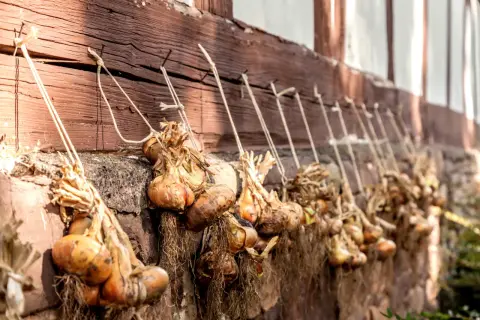 Zwiebeln ernten: Bündel frisch geernteter Zwiebeln trocknen an einer Holzwand. Die Wurzeln hängen herab, die Schalen sind trocken und papierartig.