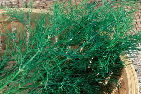 Frischer Dill wird in einem Holzkörbchen geerntet. Die feinen, grünen Zweige duften aromatisch.