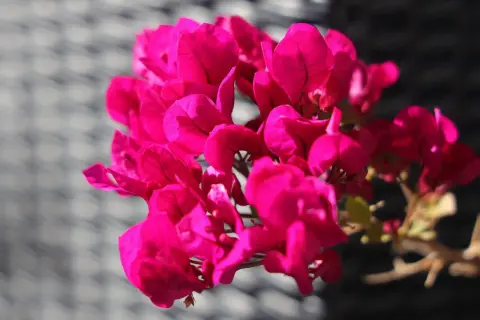 Leuchtend pinke Blüten einer Bougainvillea, die zeigt, dass sie winterhart sein kann.