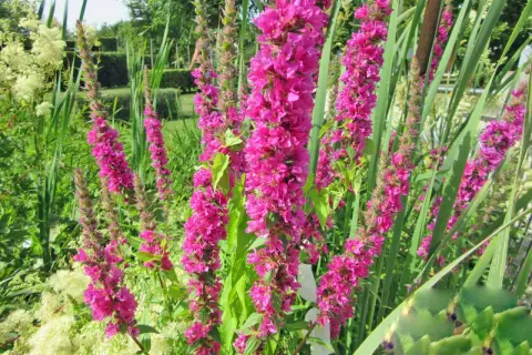 Blutweiderich-Stauden in voller Blüte, umgeben von Gräsern und einem gepflegten Garten im Hintergrund. Ein idealer Standort für diese prachtvollen Blüten.