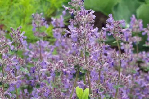 Ein Feld voller blühender Katzenminze im Garten. Der ideale Katzenminze Standort ist sonnig.