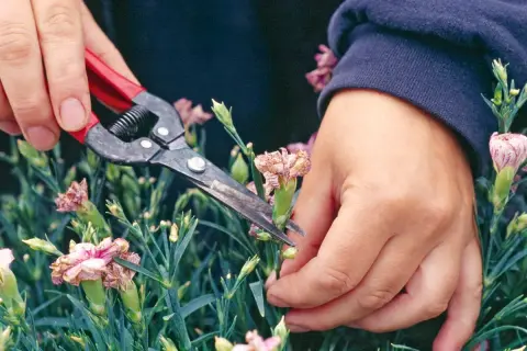 Hände schneiden mit einer Gartenschere verwelkte Nelken, um Platz für neue Blüten zu schaffen.