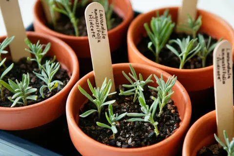Kleine Lavendelpflanzen in Terrakotta-Töpfen, bereit zum Auspflanzen. So kann man Lavendel vermehren.
