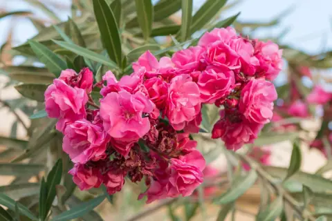 Ein Strauß leuchtend pinker Oleanderblüten, bereit für den Rückschnitt.