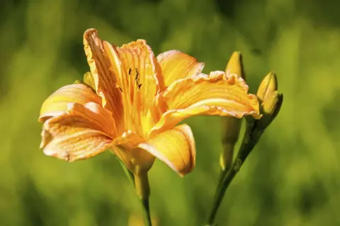 Eine leuchtend orangefarbene Taglilie mit Blütenknospen im Hintergrund. Die Blütenblätter sind leicht gewellt und zeigen feine Linien.