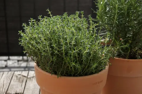 Frischer Thymian im Topf, bereit zum **Thymian trocknen**. Daneben wächst Rosmarin.