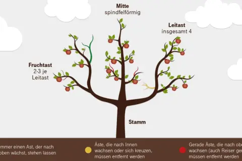 Baumschnitt wann? Illustration zeigt einen Apfelbaum mit Leit- und Fruchtästen. Grüne Äste nach oben wachsen lassen, gelbe und rote Äste entfernen.