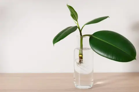 Ein Gummibaum-Steckling mit Wurzeln in Wasser. So einfach lässt sich ein Gummibaum vermehren.
