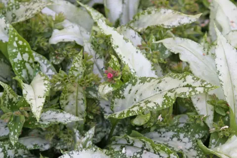 Nahaufnahme von geflecktem Lungenkraut mit silbernen Flecken auf grünen Blättern und kleinen rosa Blütenknospen.
