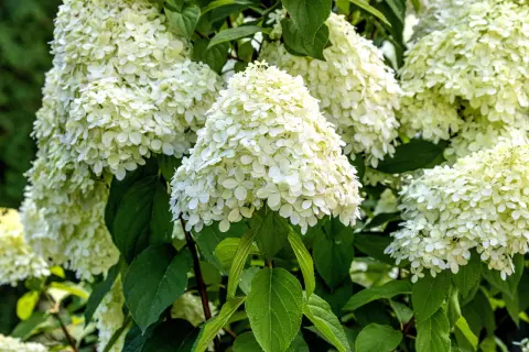 Weiße Rispenhortensienblüten im Sommer. Der richtige Zeitpunkt für das Rispenhortensie schneiden ist im Frühjahr.