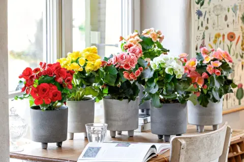 Bunte Begonien in grauen Töpfen am Fenster. Der ideale begonien standort für leuchtende Farben und üppiges Wachstum.