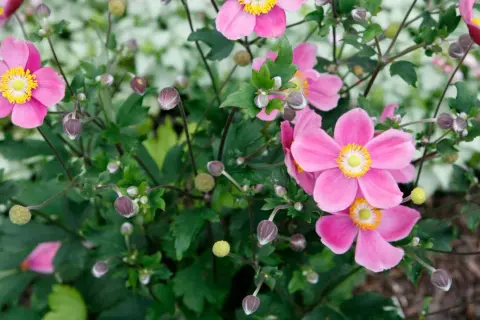 Rosa Herbstanemone blüht im Garten. Der Standort ist sonnig bis halbschattig.