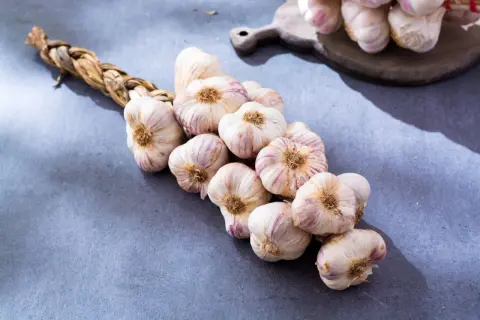 Ein geflochtener Bund frischer Knoblauch, bereit zur Ernte. Die Knollen sind weiß mit lila Streifen und liegen auf einem grauen Untergrund.