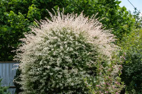 Ein üppiger Strauch Harlekinweide, dessen Zweige mit weiß-rosa Blättern im Sommerlicht leuchten. Der Schnitt hält die Form.