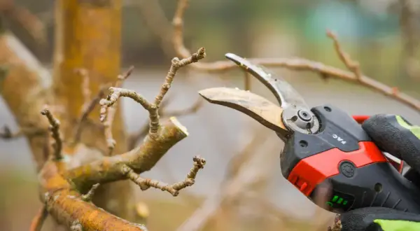 Gezieltes apfelbaum schneiden mit einer Gartenschere. Ein Ast wird präzise gekürzt, um das Wachstum zu fördern.