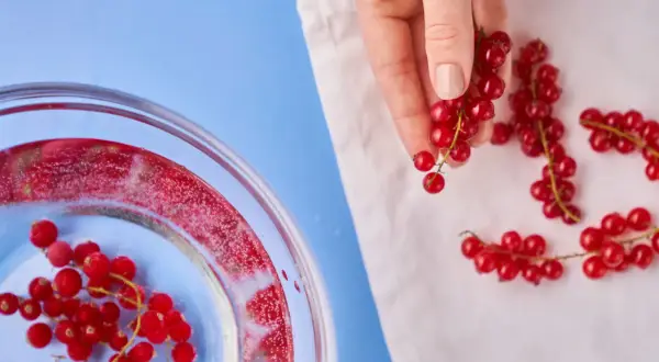 Rote Johannisbeeren werden für das Einfrieren vorbereitet. Eine Hand hält einen Zweig, während andere auf einem Tuch liegen.