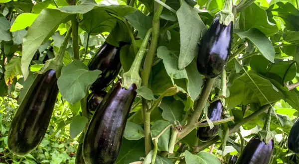 Reife Auberginen hängen an einem Strauch. Das Aubergine pflanzen war erfolgreich und die Früchte sind bereit zur Ernte.