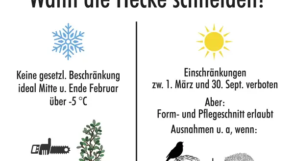 Wann darf man hecken schneiden? Im Winter (Februar) ohne Einschränkung, im Frühling/Sommer (März-Sept.) nur Form-/Pflegeschnitte, wenn keine Brut von Vögeln oder Igeln gestört wird.