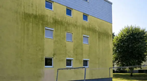 Grüne Algen auf gelber Hausfassade, ein Fall für Hausmittel zum Entfernen.