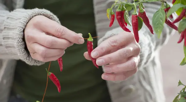 Hände fädeln rote Chilis auf einen Faden, um sie zu trocknen. Die scharfen Früchte hängen an einem Zweig.