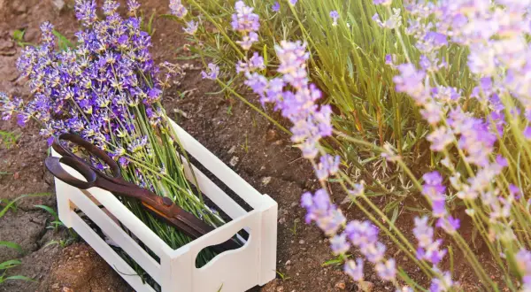 Ein Holzkistchen mit frisch geschnittenem Lavendel und einer alten Schere liegt im Feld. Die Lavendelernte ist im Gange.