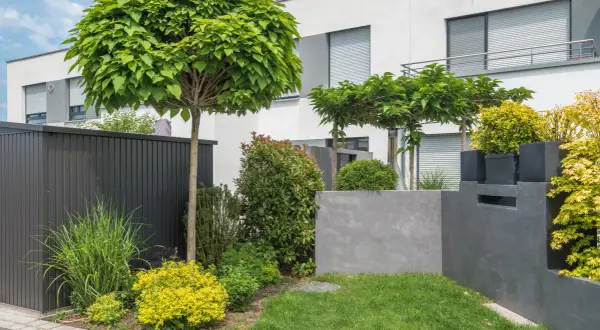 Moderne vorgarten ideen: Ein Vorgarten mit Kugelbaum, Ziergräsern und gelben Büschen vor einem modernen Haus.