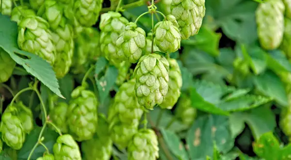 Grüne Dolden der Hopfen Pflanze hängen von Ranken. Die Zapfen sind reif und bereit für die Bierherstellung.