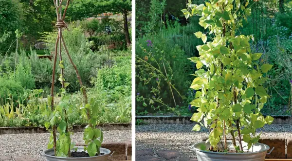 Zwei Bilder zeigen eine freistehende Rankhilfe für Pflanzen, die man leicht selber bauen kann. Im linken Bild ist die Konstruktion noch jung, im rechten Bild hat sich die Pflanze schon gut entwickelt.