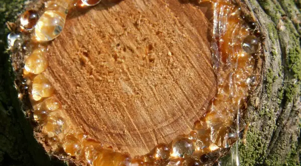 Frischer Baumharz tropft von einem Anschnitt. Eingetrocknete Harzflecken entfernen ist hier noch nicht nötig.