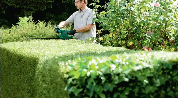 Mann mit Heckenschere formt eine dichte Hecke. Er ist konzentriert bei der Arbeit, um die Eibe schneiden.