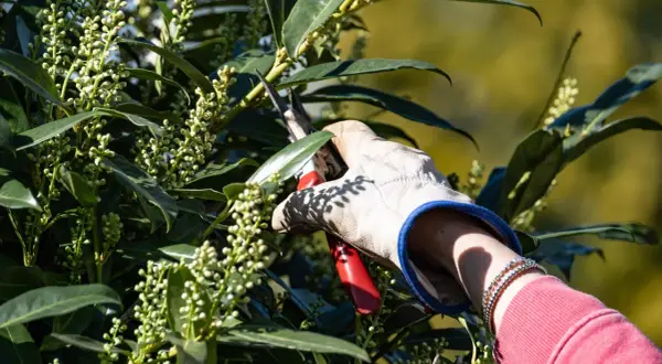 Gärtner schneidet Kirschlorbeer mit einer Gartenschere. Der beste Zeitpunkt, wann schneidet man Kirschlorbeer, ist nach der Blüte.