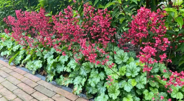 Heuchera mit leuchtend pinken Blütenständen und silbrig-grünem Laub. Ein schöner Heuchera Standort neben einem Ziegelweg und grünen Büschen.