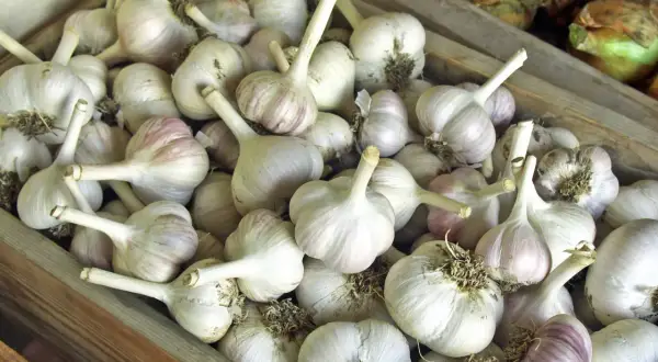 Frische Knoblauchzehen, bereit zum Verkauf oder zum richtigen **knoblauch lagern**. Sie liegen in einer Holzkiste, einige mit violetten Streifen.