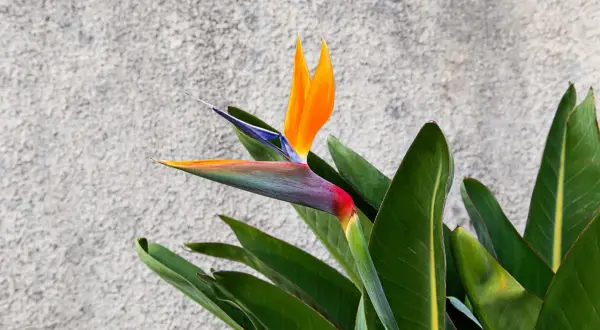 Eine exotische Strelitzie mit leuchtend orangefarbenen Blütenblättern und grünen Blättern vor einer grauen Wand. Tipps zur Strelitzie Pflege.