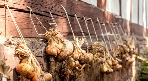 Zwiebeln ernten: Bündel frisch geernteter Zwiebeln trocknen an einer Holzwand. Die Wurzeln hängen herab, die Schalen sind trocken und papierartig.