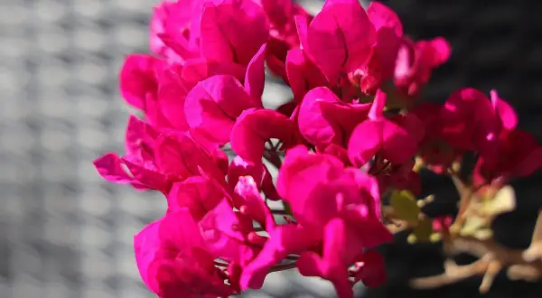 Leuchtend pinke Blüten einer Bougainvillea, die zeigt, dass sie winterhart sein kann.