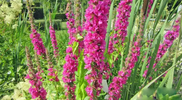Blutweiderich-Stauden in voller Blüte, umgeben von Gräsern und einem gepflegten Garten im Hintergrund. Ein idealer Standort für diese prachtvollen Blüten.