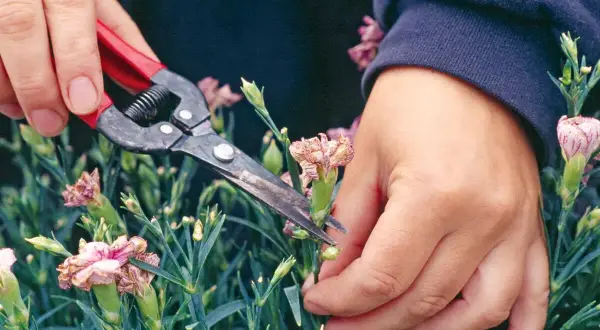 Hände schneiden mit einer Gartenschere verwelkte Nelken, um Platz für neue Blüten zu schaffen.