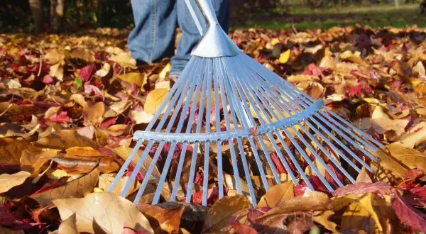 Ein Rechen liegt im bunten Herbstlaub. Die Person in Jeans bereitet sich darauf vor, das Laub harken.