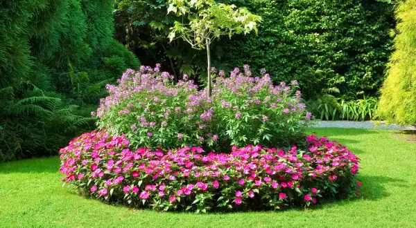Ein farbenfrohes Inselbeet mit pinken und lila Blüten, umgeben von sattgrünem Rasen. Tolle Inselbeet Ideen für Ihren Garten.